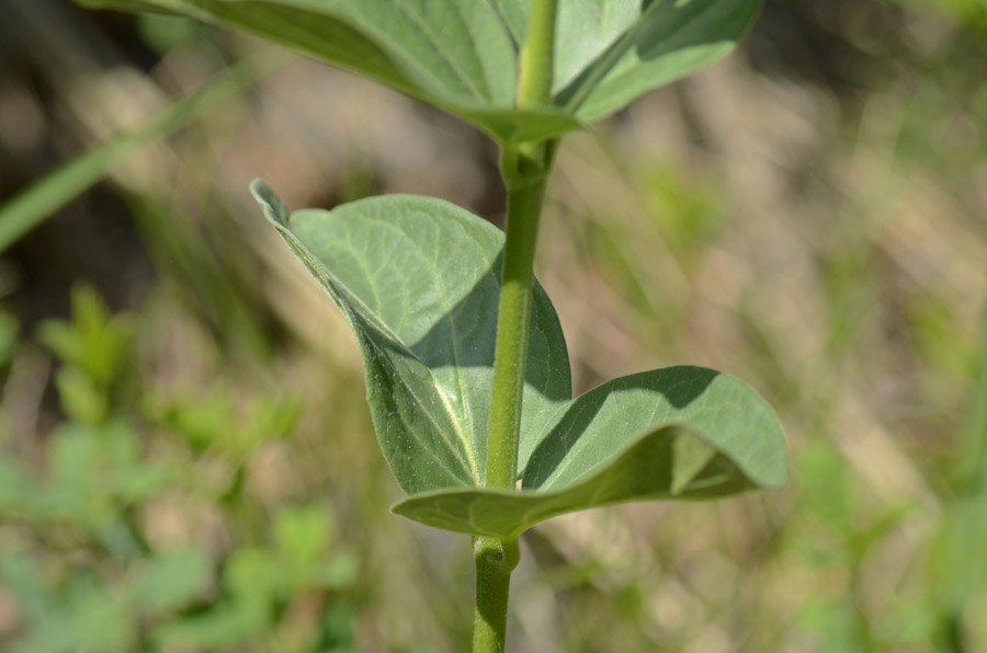 Vincetoxicum hirundinaria / Vincetossico comune